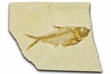 Detailed Fossil Fish (Diplomystus) - Wyoming #379490-1